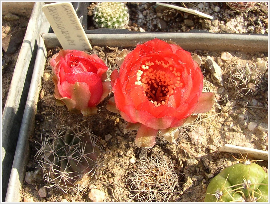 lobivia-haematantha-var-chorrillosensis-wr157.jpg