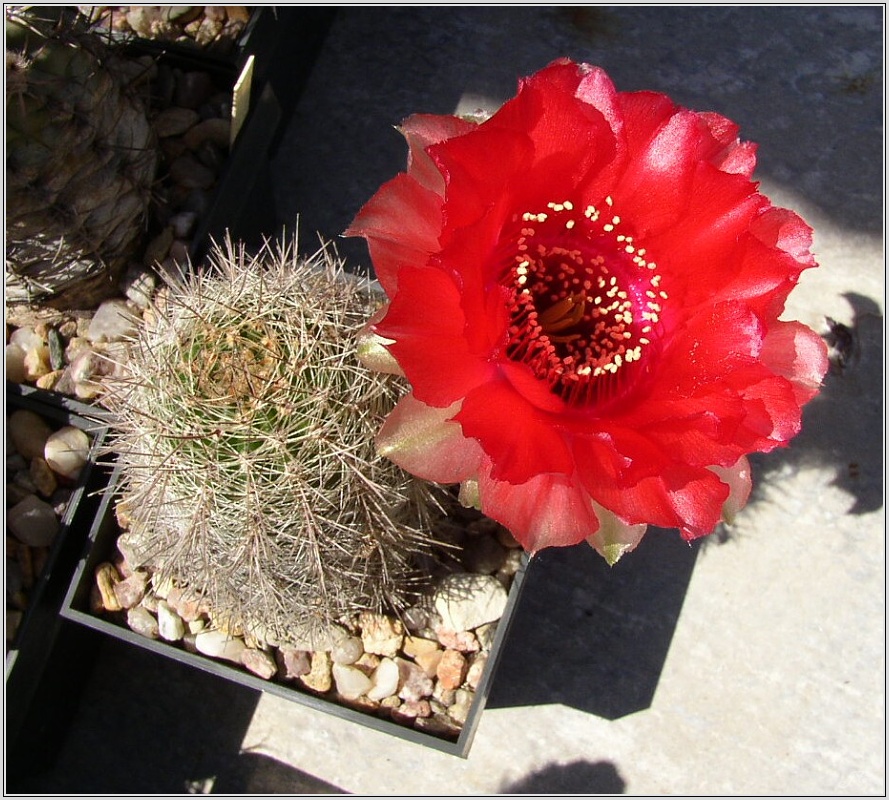lobivia-haematantha-var-densispina-2.jpg