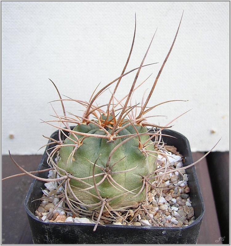 lobivia-haematantha-var-hualfinensis-wr-146-01.jpg