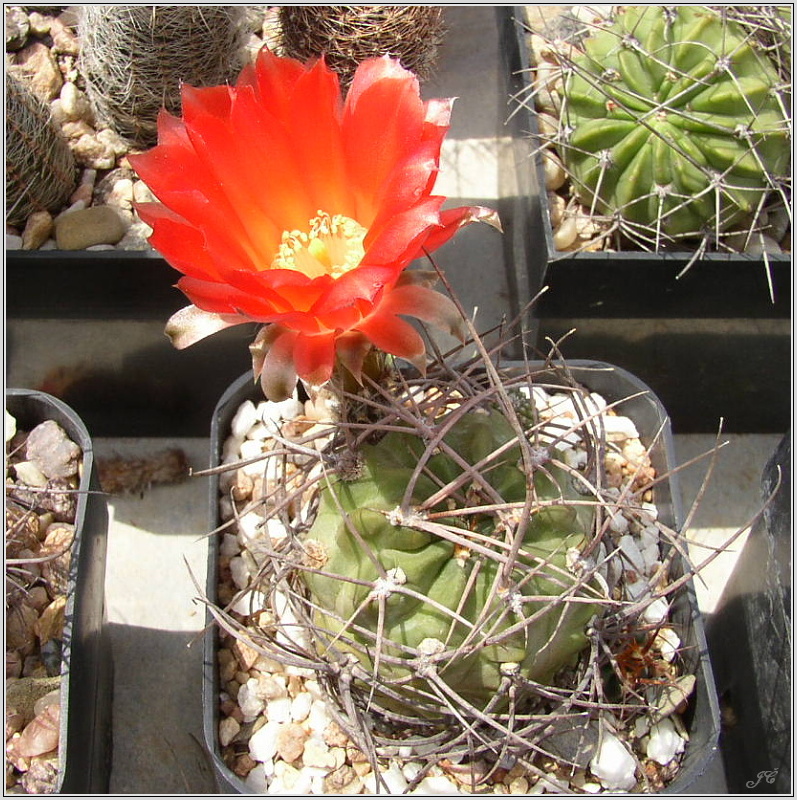 lobivia-haematantha-var-hualfinensis-wr-146-02.JPG