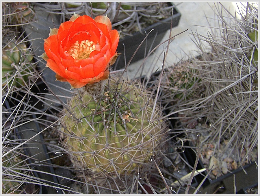 lobivia-haematantha-var-jasimanensis-wr792.jpg