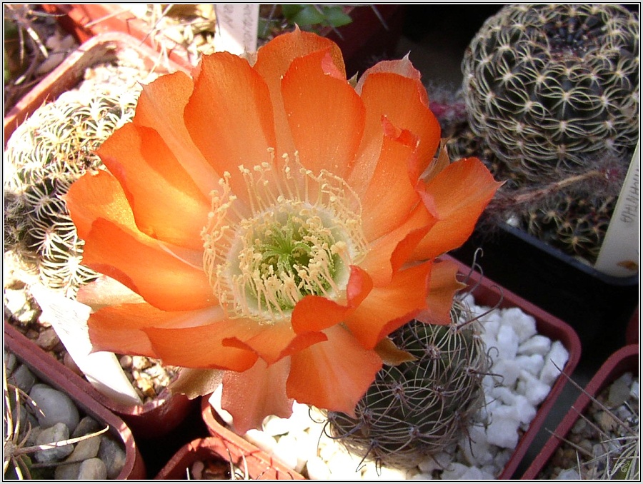 lobivia-haematantha-var-kuehnrichii-01.jpg