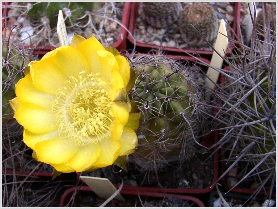 lobivia-haematantha-var-kuehnrichii-02.jpg