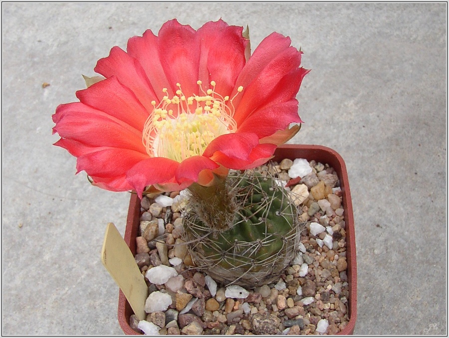 lobivia-haematantha-var-kuehnrichii-04.jpg