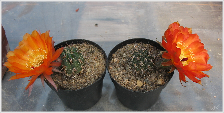 lobivia-haematantha-var-kuehnrichii-07.JPG