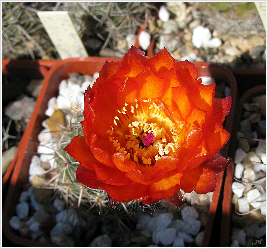 lobivia-haematantha-var-kuehnrichii-08.JPG