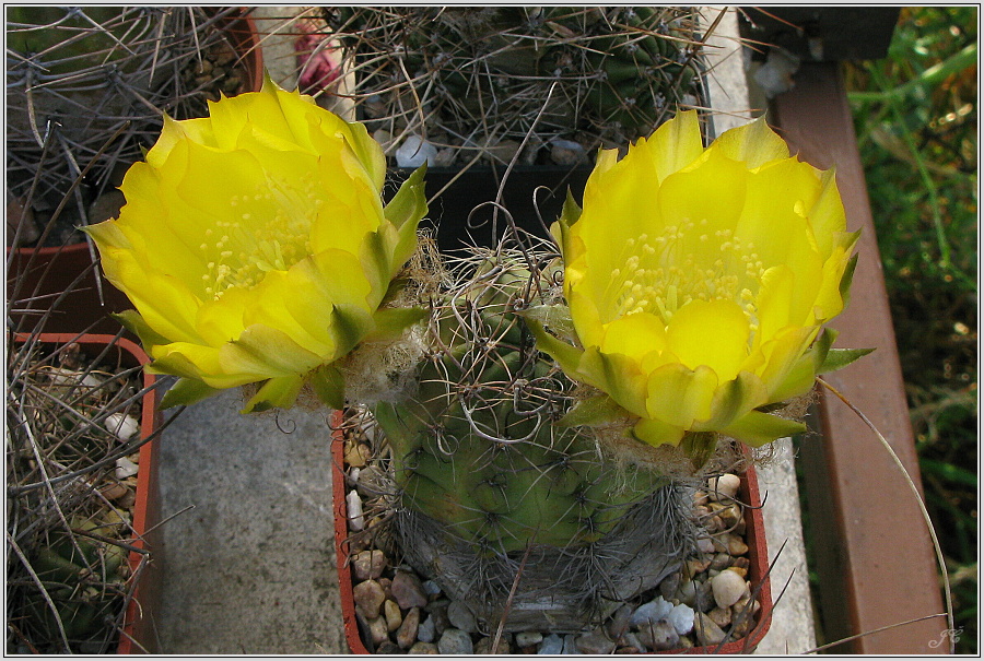 lobivia-haematantha-var-kuehnrichii-09.JPG