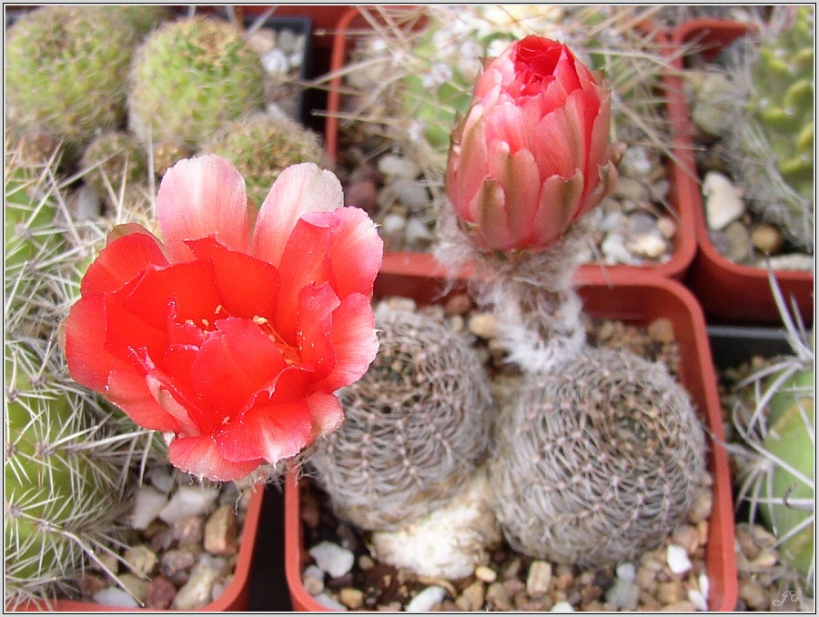 lobivia-haematantha-var-rebutioides-03.jpg