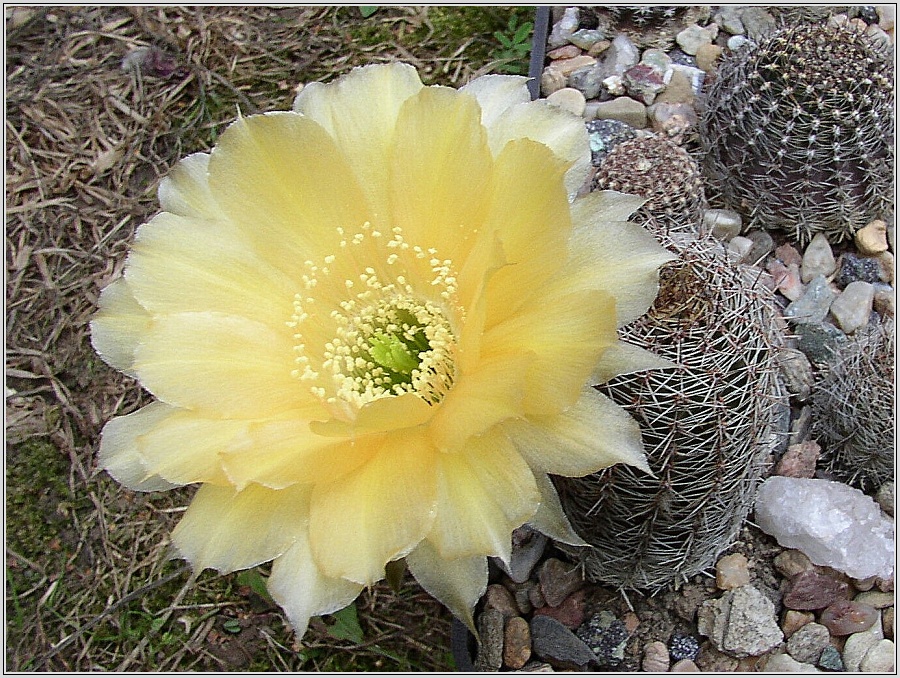 lobivia-haematantha-var-rebutioides-08.jpg