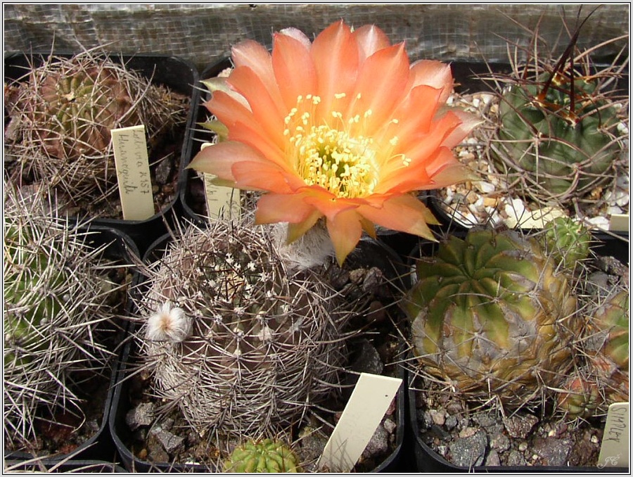 lobivia-haematantha-var-rebutioides-11.jpg