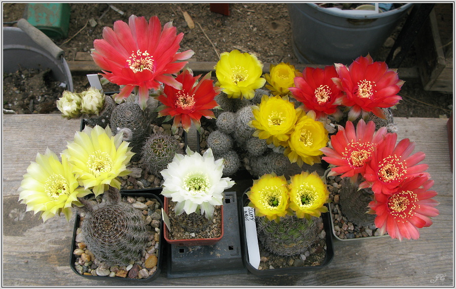 lobivia-haematantha-var-rebutioides-16.JPG