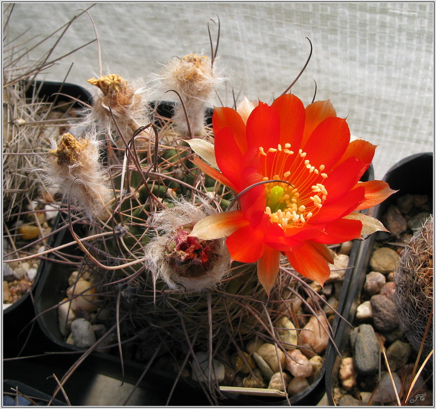 lobivia-haematantha-var-viridis-2.JPG