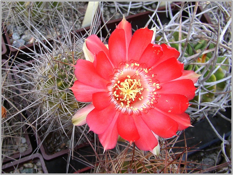lobivia-haematantha-wr165.jpg