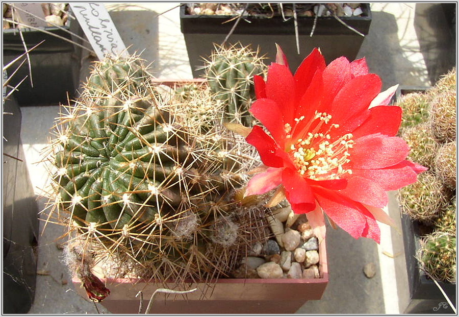 lobivia-hertrichiana-01.JPG