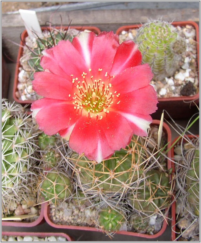 lobivia-hertrichiana-02.jpg