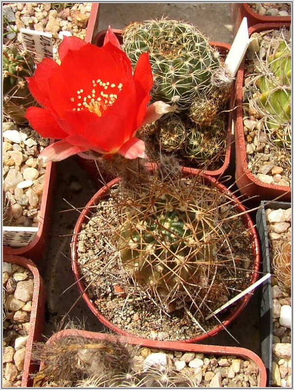 lobivia-hertrichiana-04.jpg