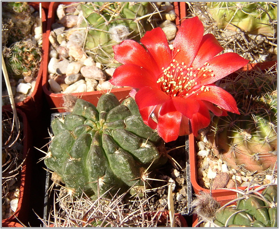 lobivia-hertrichiana-06.JPG