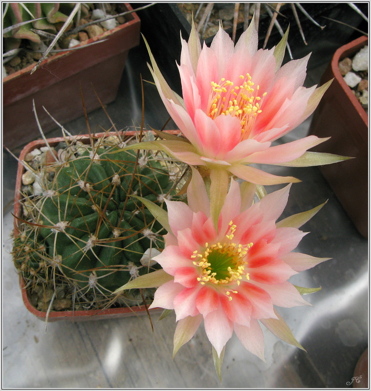 lobivia-hertrichiana-7.JPG