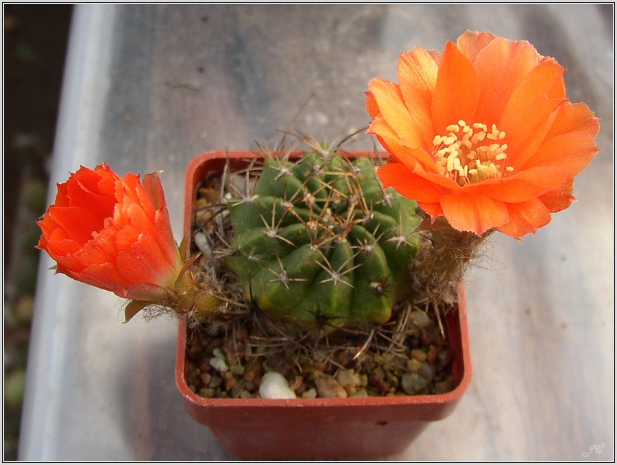 lobivia-hertrichiana-f-huanoquite-kz157-04.jpg