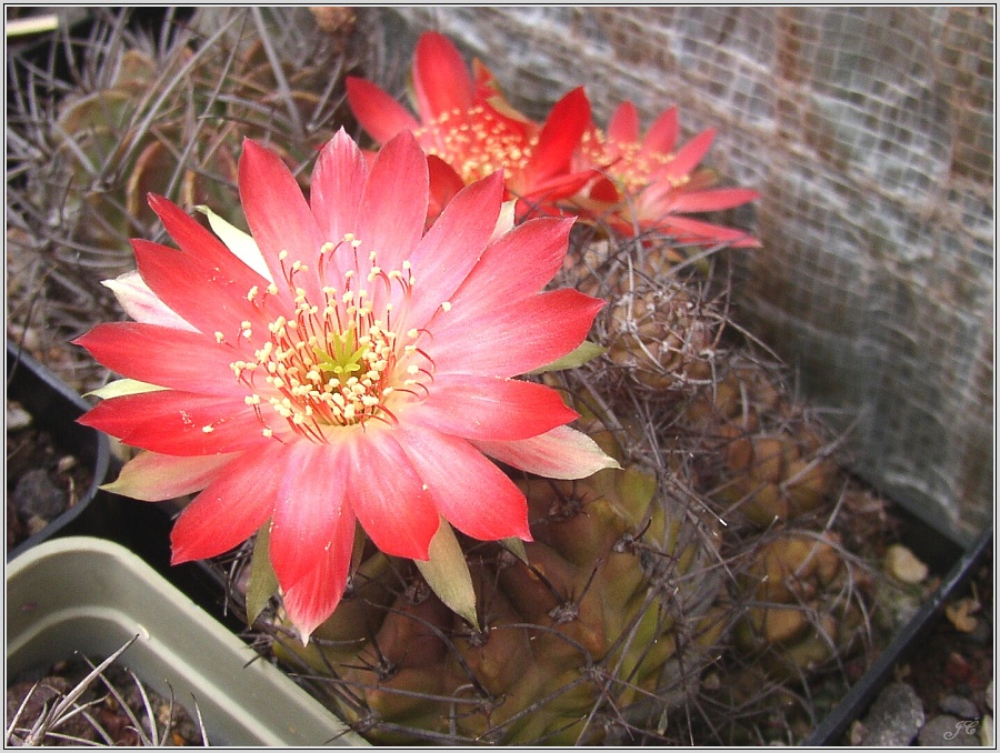 lobivia-hertrichiana-f-incaica03.jpg