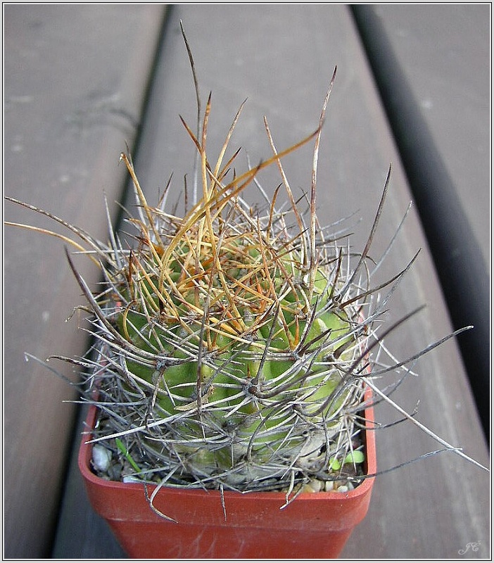 lobivia-hertrichiana-lau154-de-cuzco.jpg