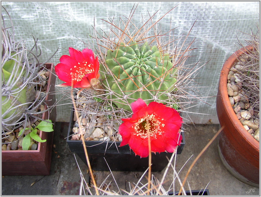 lobivia-hertrichiana-var-simplex.JPG
