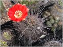lobivia-haematantha-1