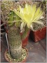 lobivia-haematantha-var-albolanata-wr585a-01
