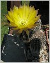 lobivia-haematantha-var-albolanata-wr585a-02