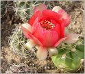 lobivia-haematantha-var-chorrillosensis-1