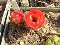 lobivia-haematantha-var-chorrillosensis-wr157