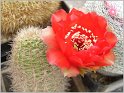 lobivia-haematantha-var-densispina-1