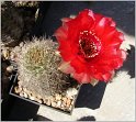 lobivia-haematantha-var-densispina-2