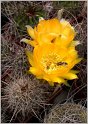 lobivia-haematantha-var-elongata-p183