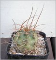 lobivia-haematantha-var-hualfinensis-wr-146-01