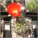 lobivia-haematantha-var-hualfinensis-wr-146-02