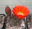 lobivia-haematantha-var-hualfinensis-wr-146-03