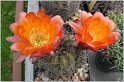 lobivia-haematantha-var-hualfinensis-wr-146-04