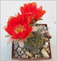 lobivia-haematantha-var-jasimanensis-wr792-2