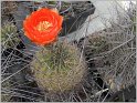 lobivia-haematantha-var-jasimanensis-wr792