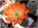 lobivia-haematantha-var-kuehnrichii-01