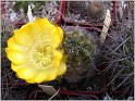 lobivia-haematantha-var-kuehnrichii-02