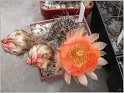 lobivia-haematantha-var-kuehnrichii-03