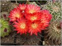 lobivia-haematantha-var-kuehnrichii-06