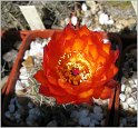 lobivia-haematantha-var-kuehnrichii-08