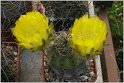 lobivia-haematantha-var-kuehnrichii-09