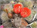 lobivia-haematantha-var-rebutioides-01