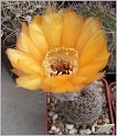 lobivia-haematantha-var-rebutioides-02