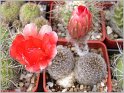 lobivia-haematantha-var-rebutioides-03