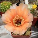 lobivia-haematantha-var-rebutioides-04